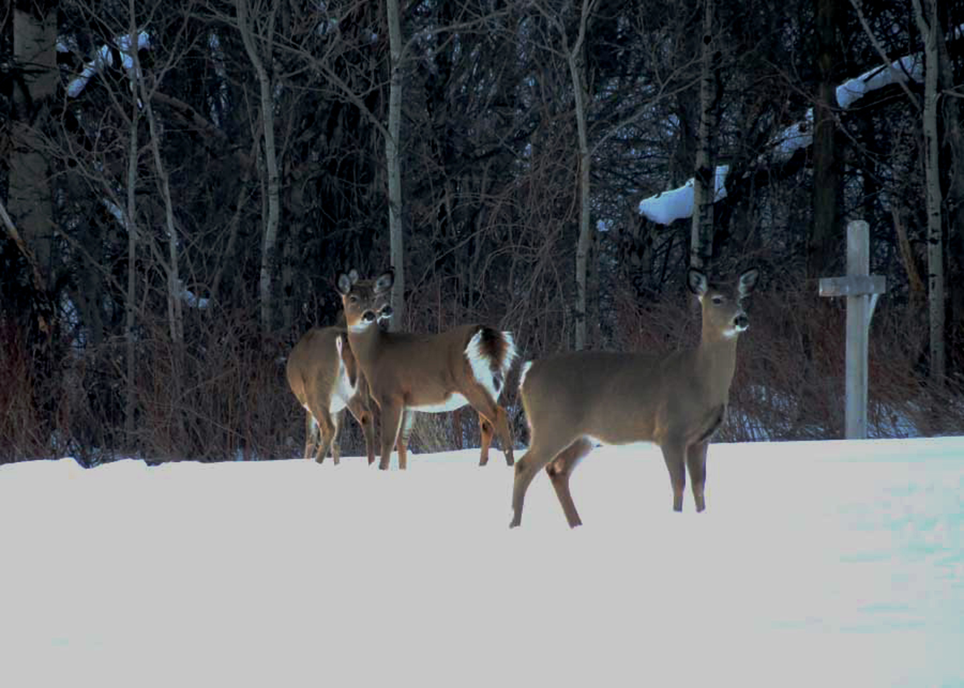 description of photo