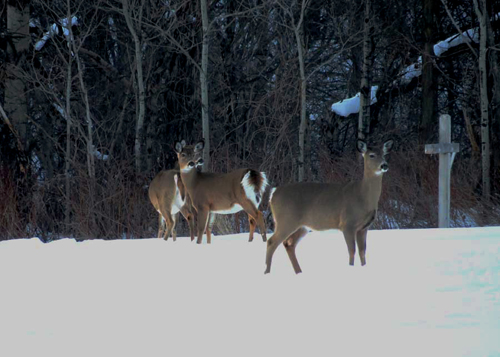 description of photo